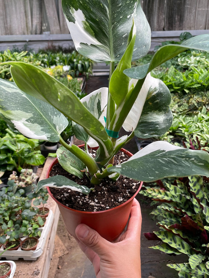 Philodendron 'White Wizard'-Indoor Plants-American Plant Supply