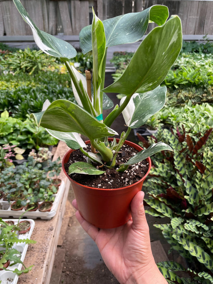 Philodendron 'White Wizard'-Indoor Plants-American Plant Supply