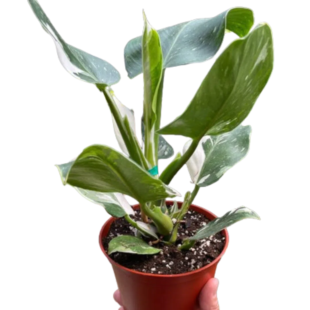 Philodendron 'White Wizard'-Indoor Plants-American Plant Supply