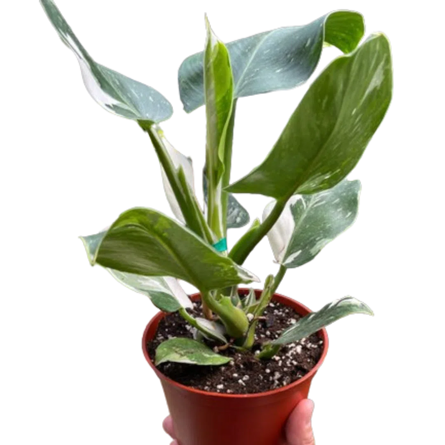 Philodendron 'White Wizard'-Indoor Plants-American Plant Supply