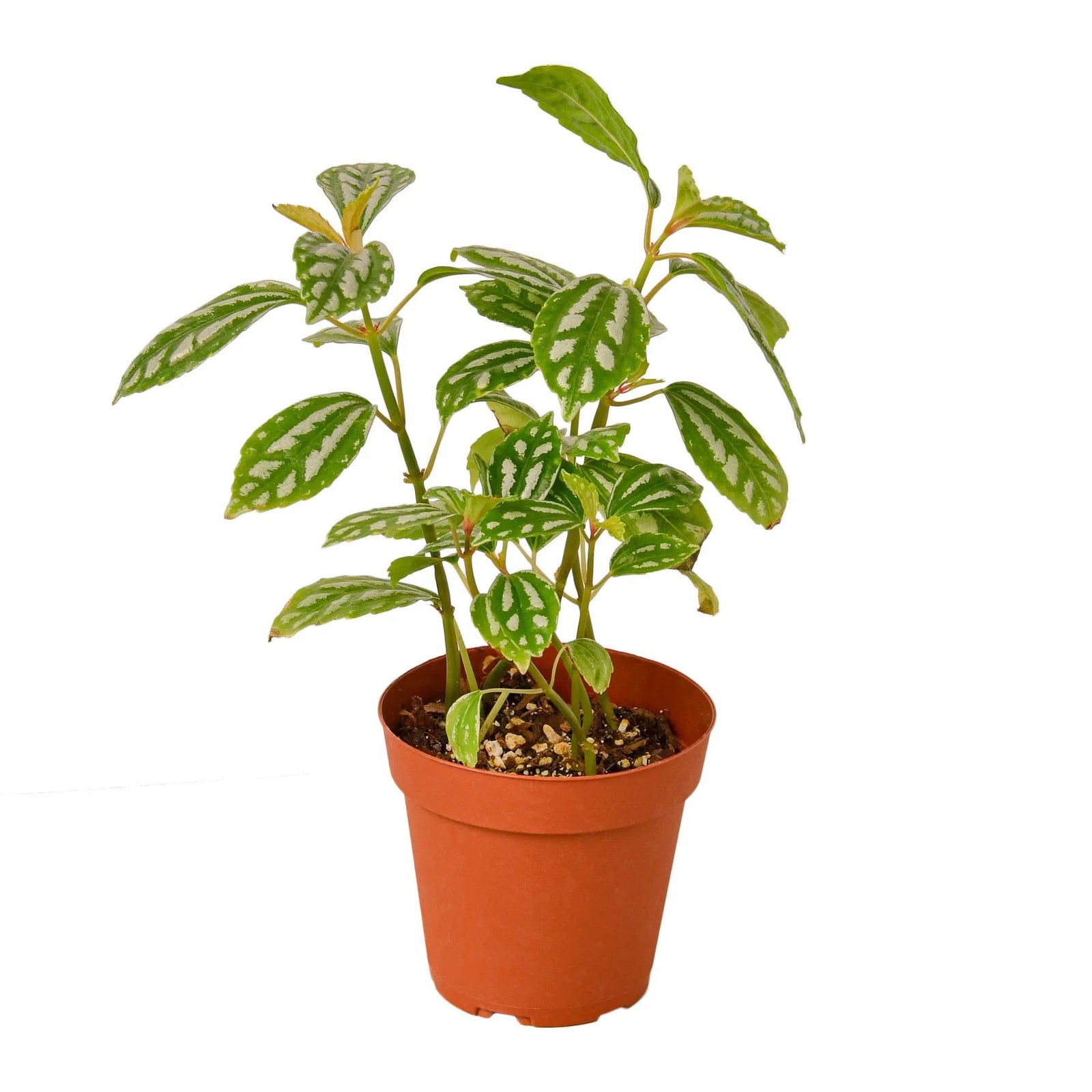 Pilea 'Aluminum'-4" Plant (1) ($4)-American Plant Supply