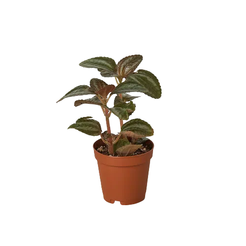 Pilea 'Bronze'-4" Plant (1pk/$2) ($6 Ship/15oz)-American Plant Supply
