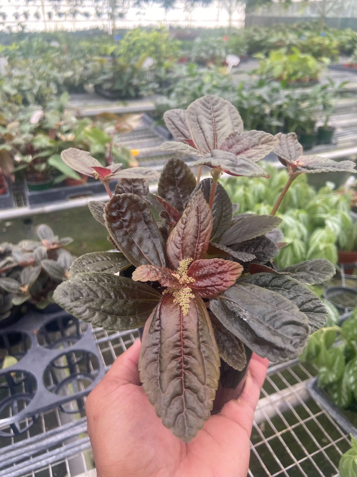 Pilea 'Chocolate'-American Plant Supply