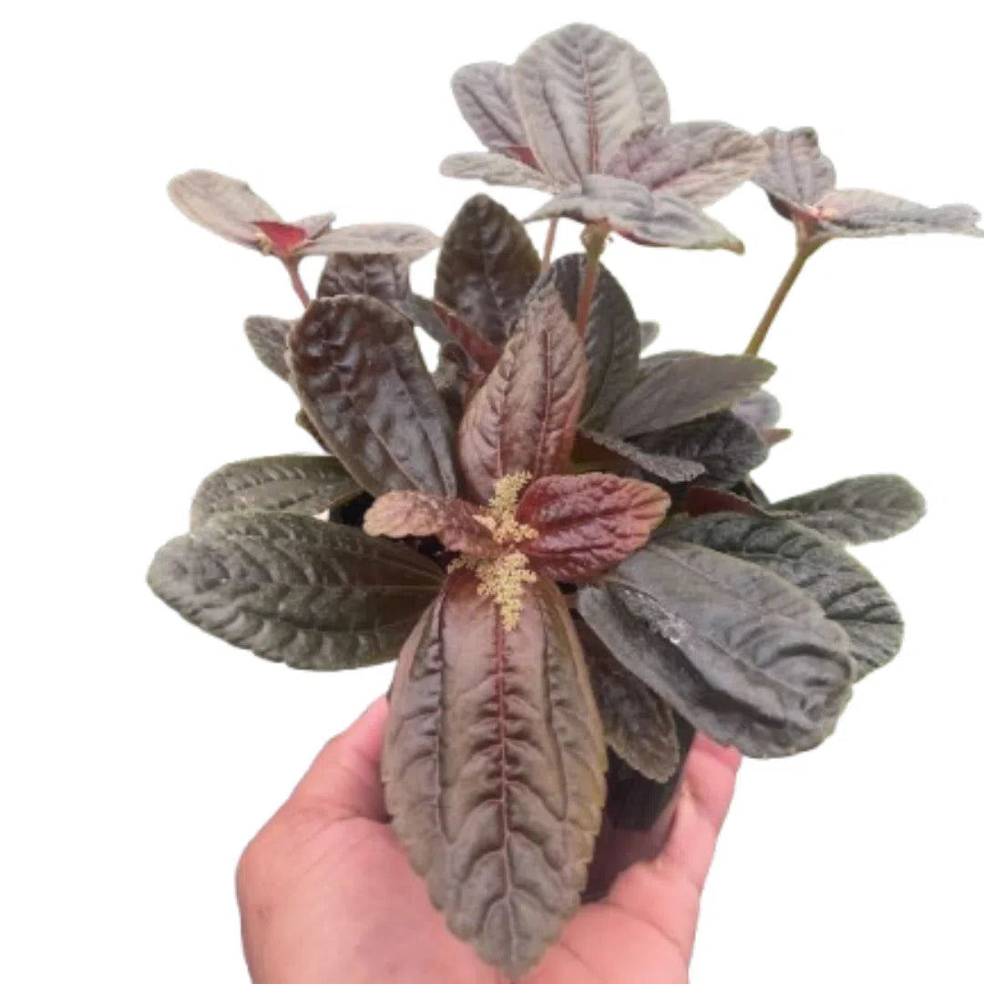 Pilea 'Chocolate'-American Plant Supply