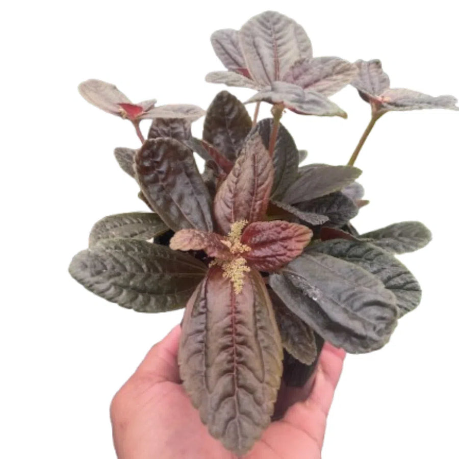 Pilea 'Chocolate'-American Plant Supply