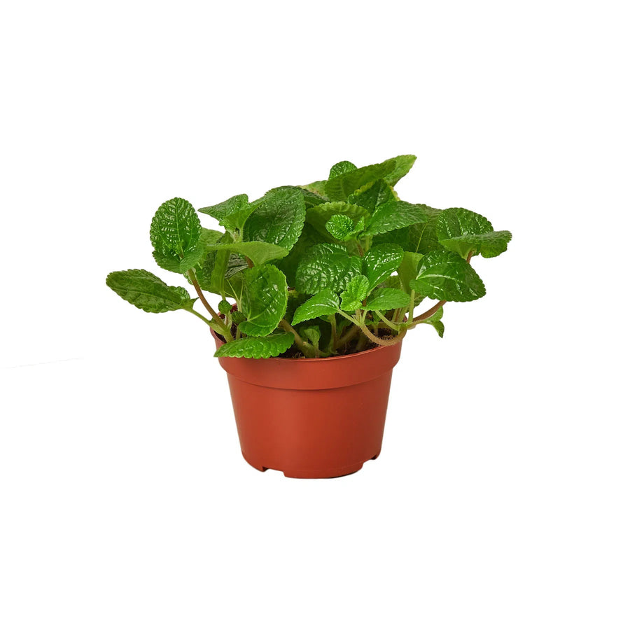 Pilea 'Crinkle'-4" Plant (1) ($4)-American Plant Supply