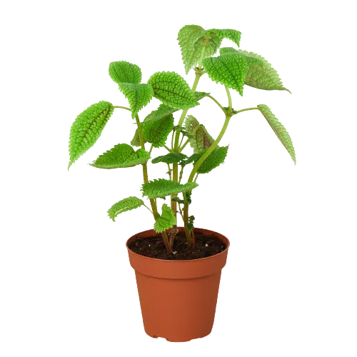 Pilea 'Moon Valley' - 4" Pot-American Plant Supply