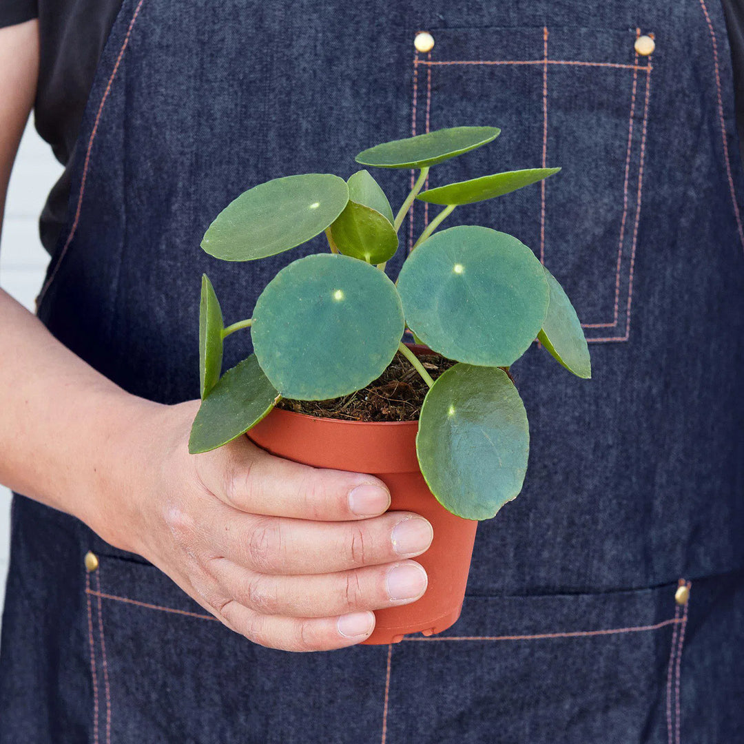 Pilea Peperomioides 'Chinese Money'-Default-American Plant Supply