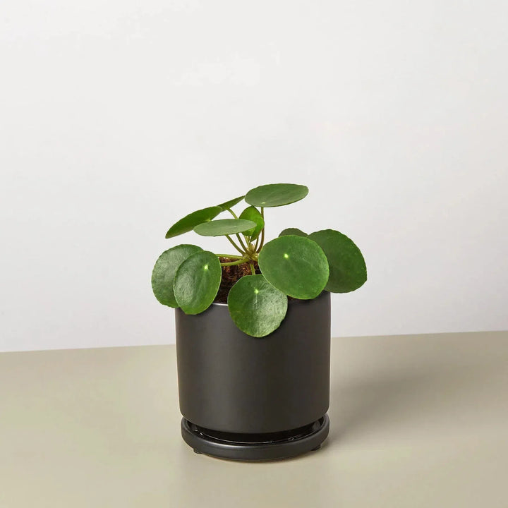 Pilea Peperomioides 'Chinese Money'-Default-4" Pot-Black Cylinder-American Plant Supply