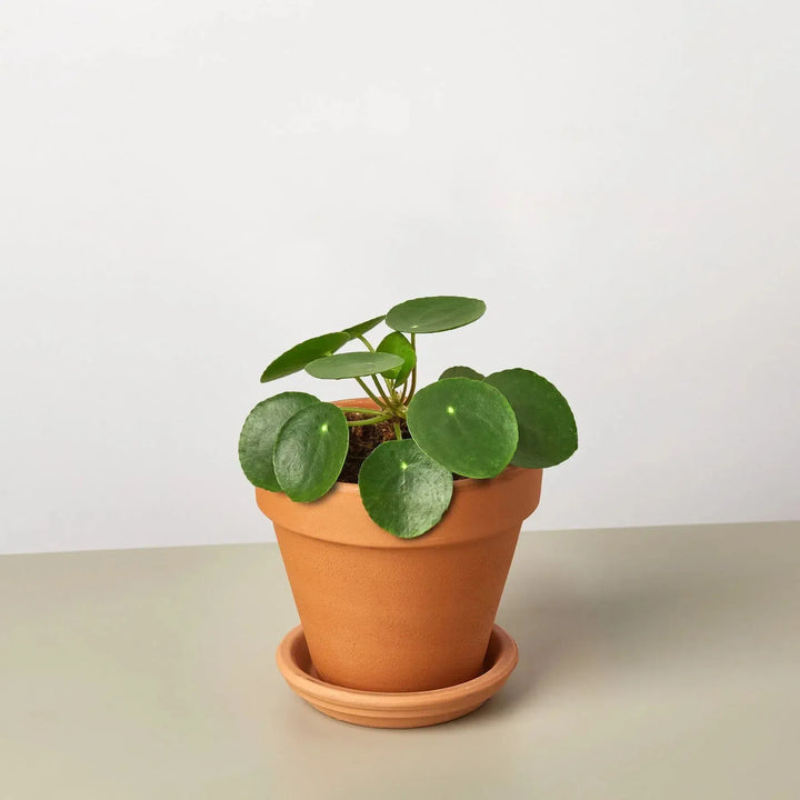 Pilea Peperomioides 'Chinese Money'-Default-4" Pot-Terra Cotta Standard-American Plant Supply