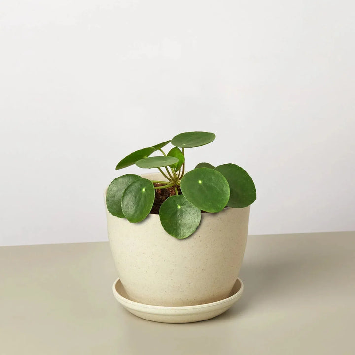 Pilea Peperomioides 'Chinese Money'-Default-American Plant Supply