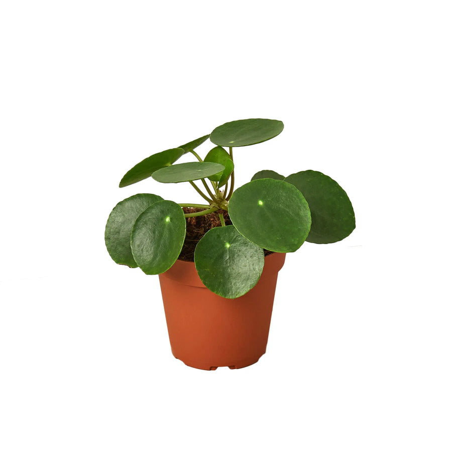 Pilea Peperomioides 'Chinese Money'-Default-American Plant Supply