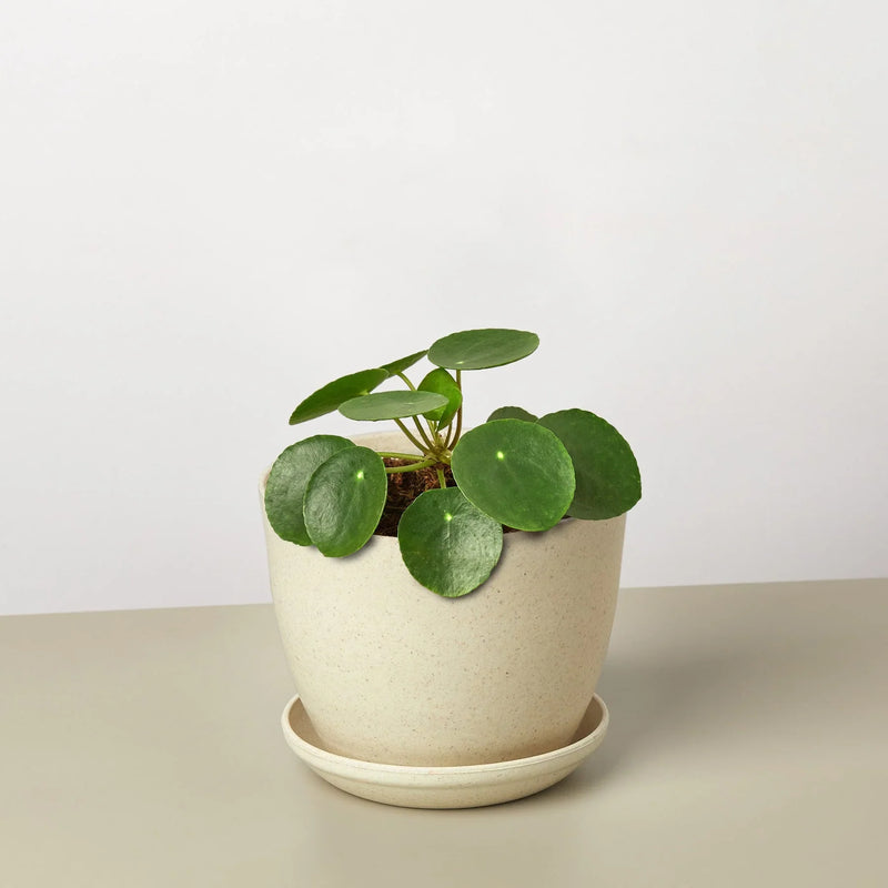 Pilea Peperomioides &