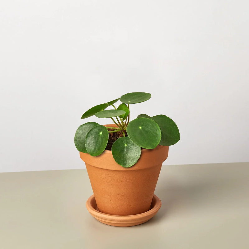 Pilea Peperomioides &