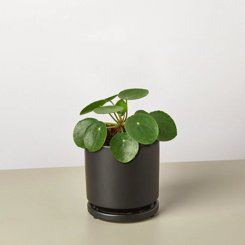 Pilea Peperomioides &