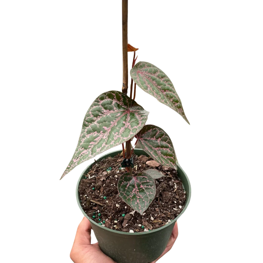 Piper 'Crocatum'-Indoor Plants-American Plant Supply