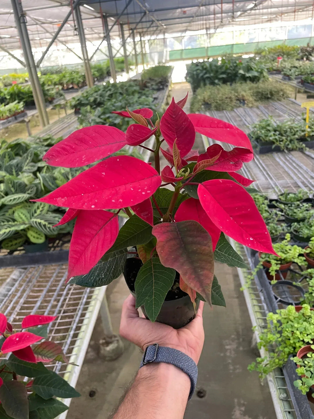 Poinsettia 'Red'-Indoor Plants-American Plant Supply