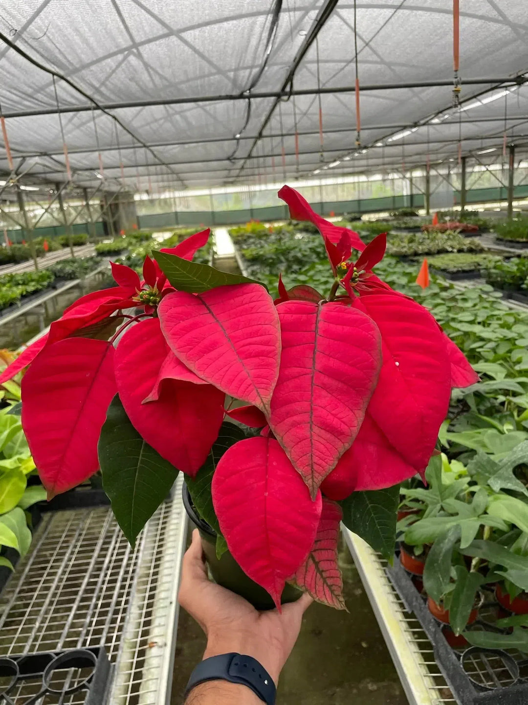 Poinsettia 'Red'-Indoor Plants-American Plant Supply