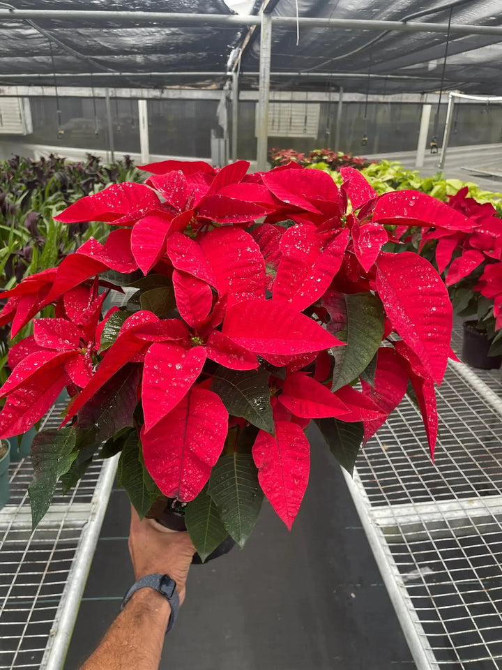 Poinsettia 'Red'-Indoor Plants-American Plant Supply