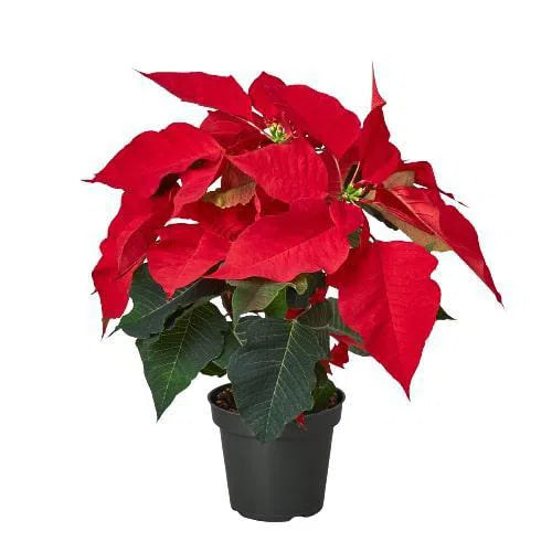 Poinsettia 'Red'-Indoor Plants-American Plant Supply