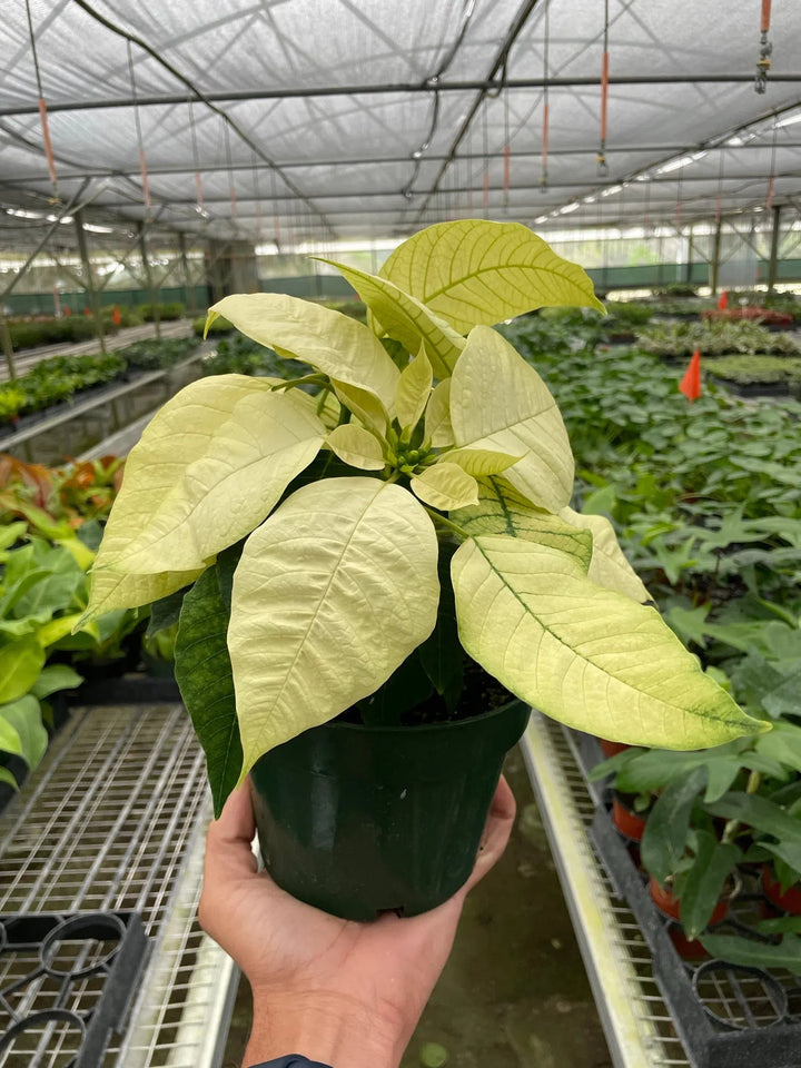 Poinsettia 'White'-Indoor Plants-American Plant Supply