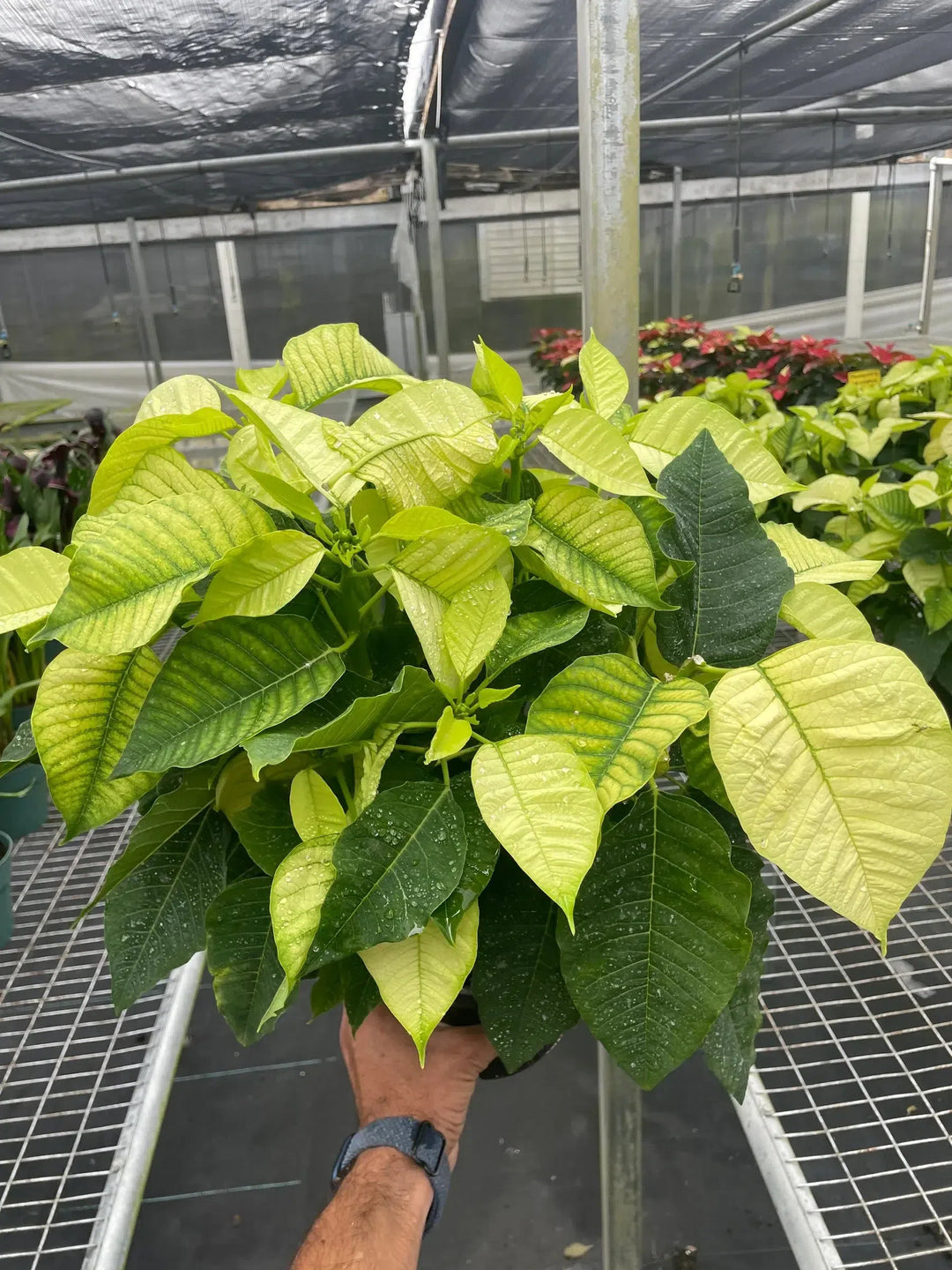 Poinsettia 'White'-Indoor Plants-American Plant Supply