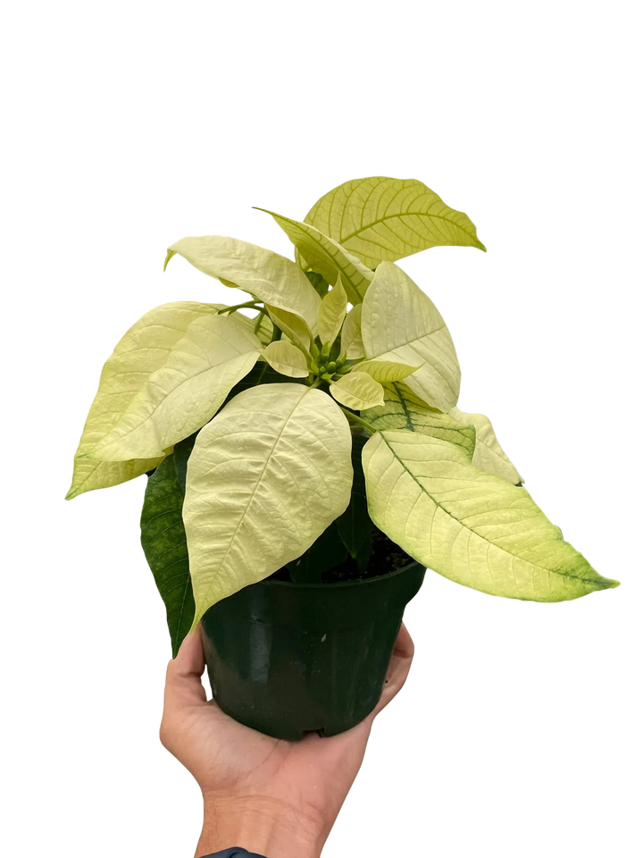 Poinsettia 'White'-Indoor Plants-American Plant Supply