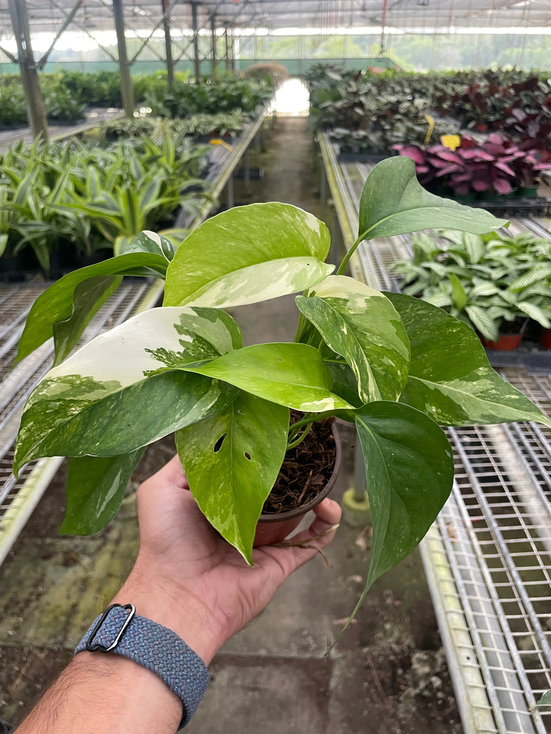 Pothos 'Albo Variegata'-American Plant Supply