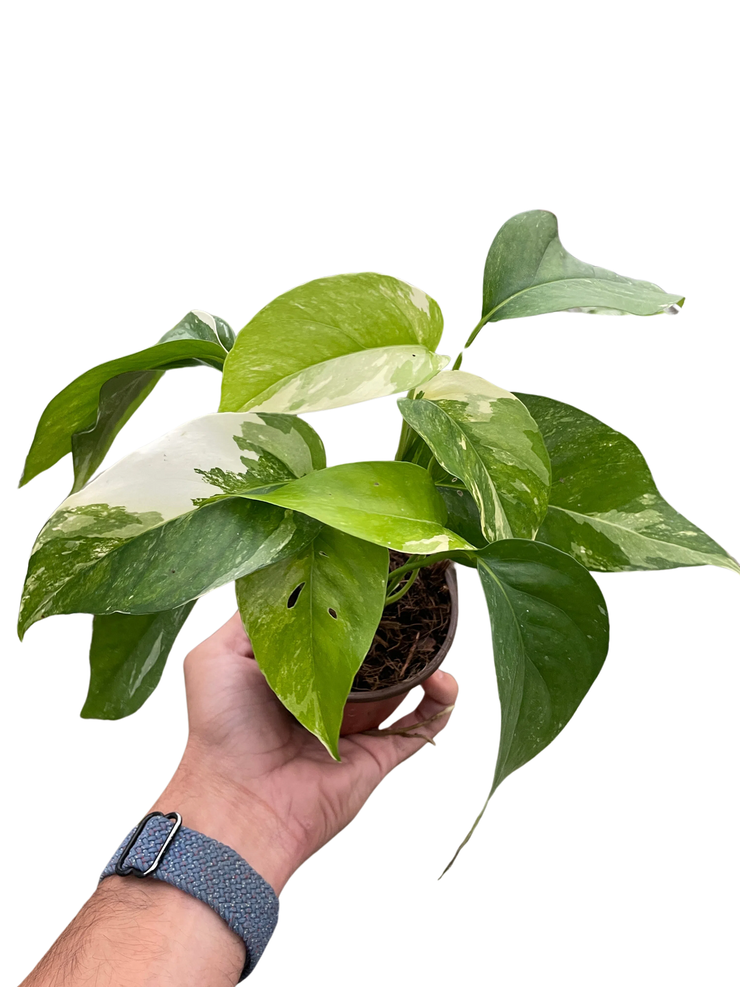 Pothos 'Albo Variegata'-American Plant Supply