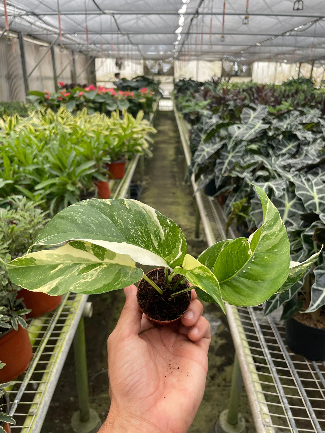 Pothos 'Albo Variegata'-American Plant Supply