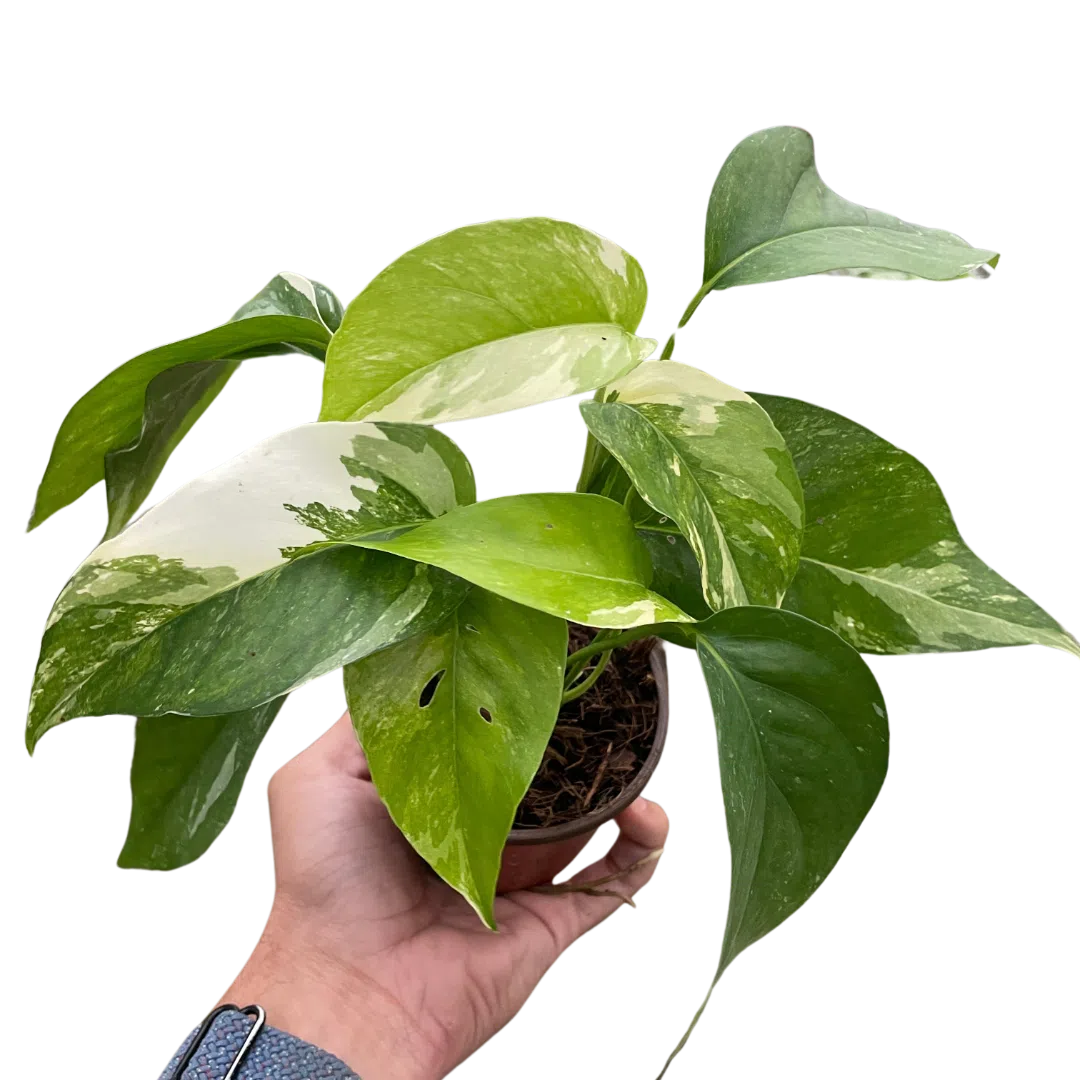 Pothos 'Albo Variegata'-American Plant Supply