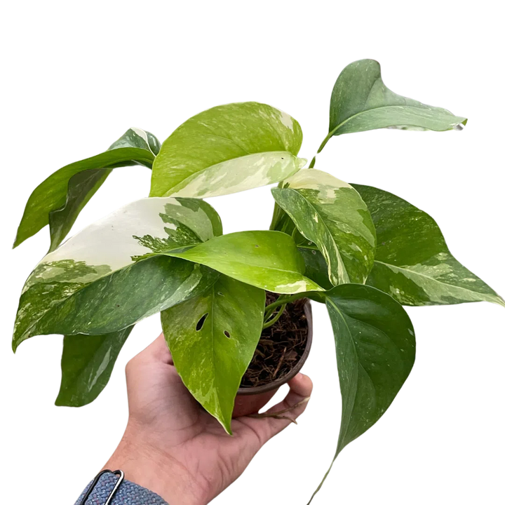 Pothos 'Albo Variegata'-American Plant Supply