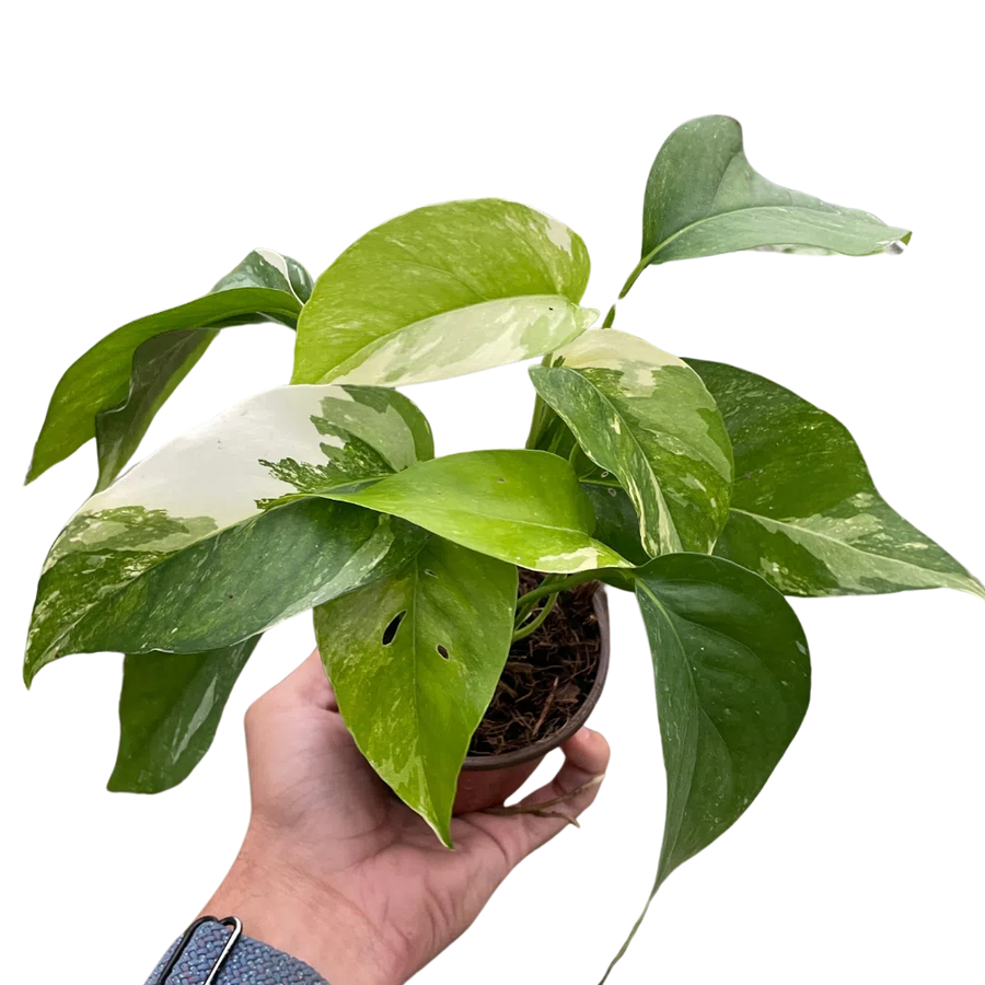 Pothos 'Albo Variegata'-American Plant Supply