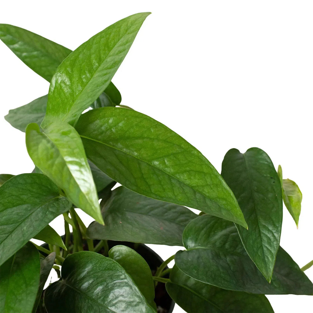 Pothos 'Cebu Blue'-Indoor Plants-American Plant Supply