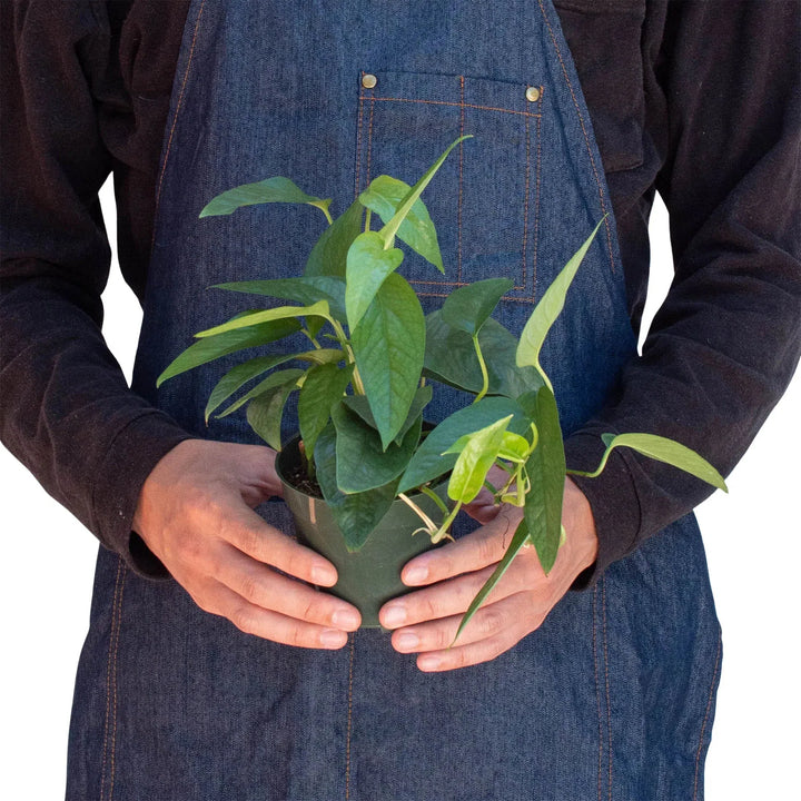 Pothos 'Cebu Blue'-Indoor Plants-American Plant Supply