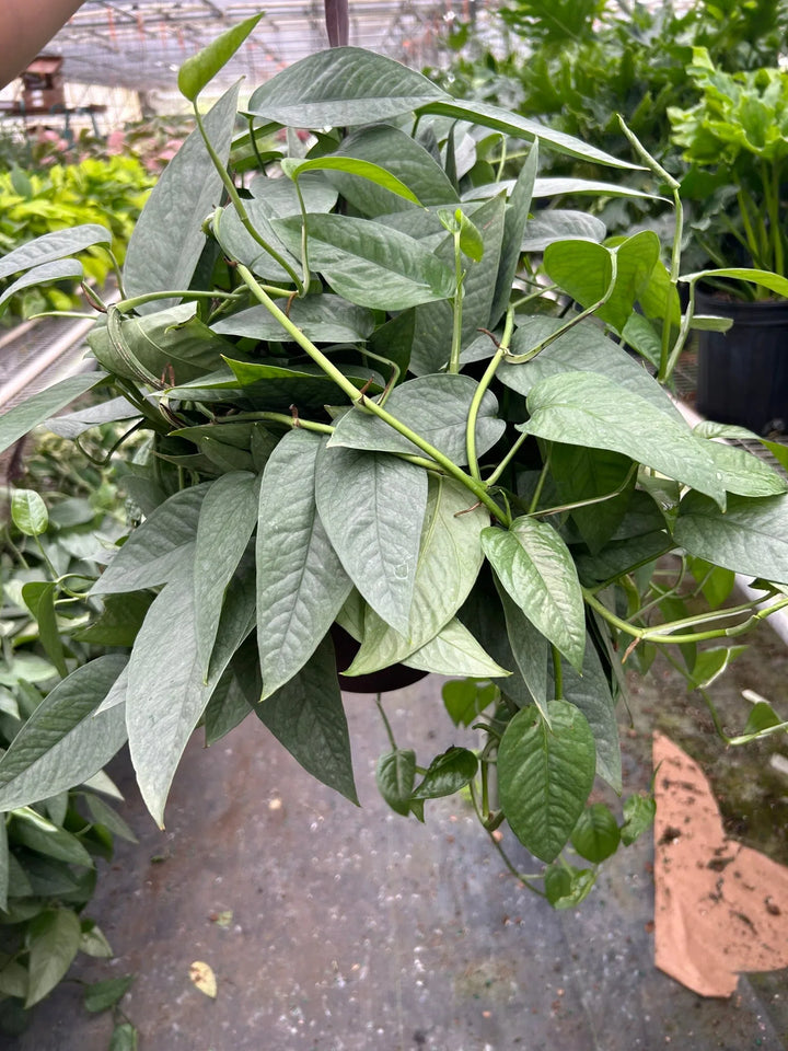 Pothos 'Cebu Blue'-Indoor Plants-American Plant Supply