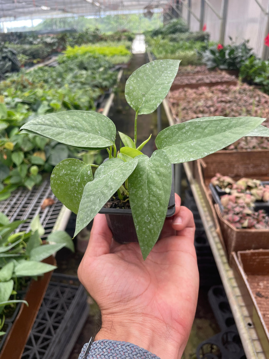 Pothos 'Cebu Blue'-Indoor Plants-American Plant Supply