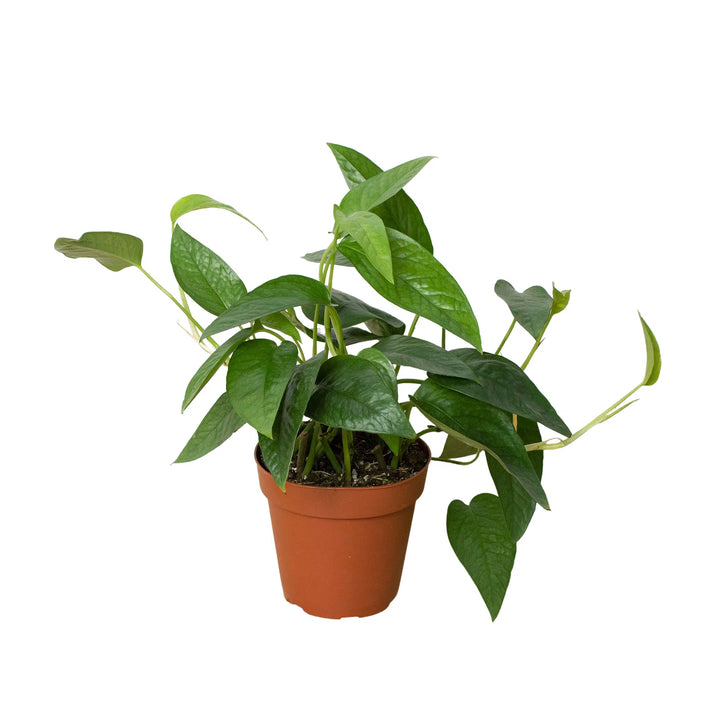 Pothos 'Cebu Blue'-Indoor Plants-American Plant Supply