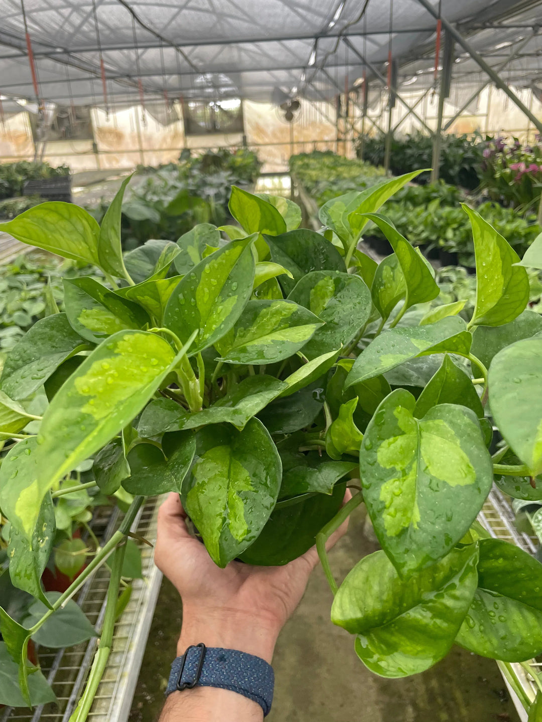 Pothos 'Global Green'-Indoor Plants-American Plant Supply