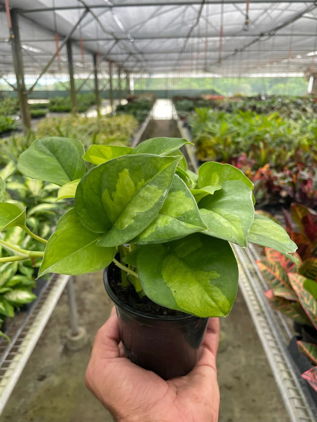 Pothos 'Global Green'-Indoor Plants-American Plant Supply