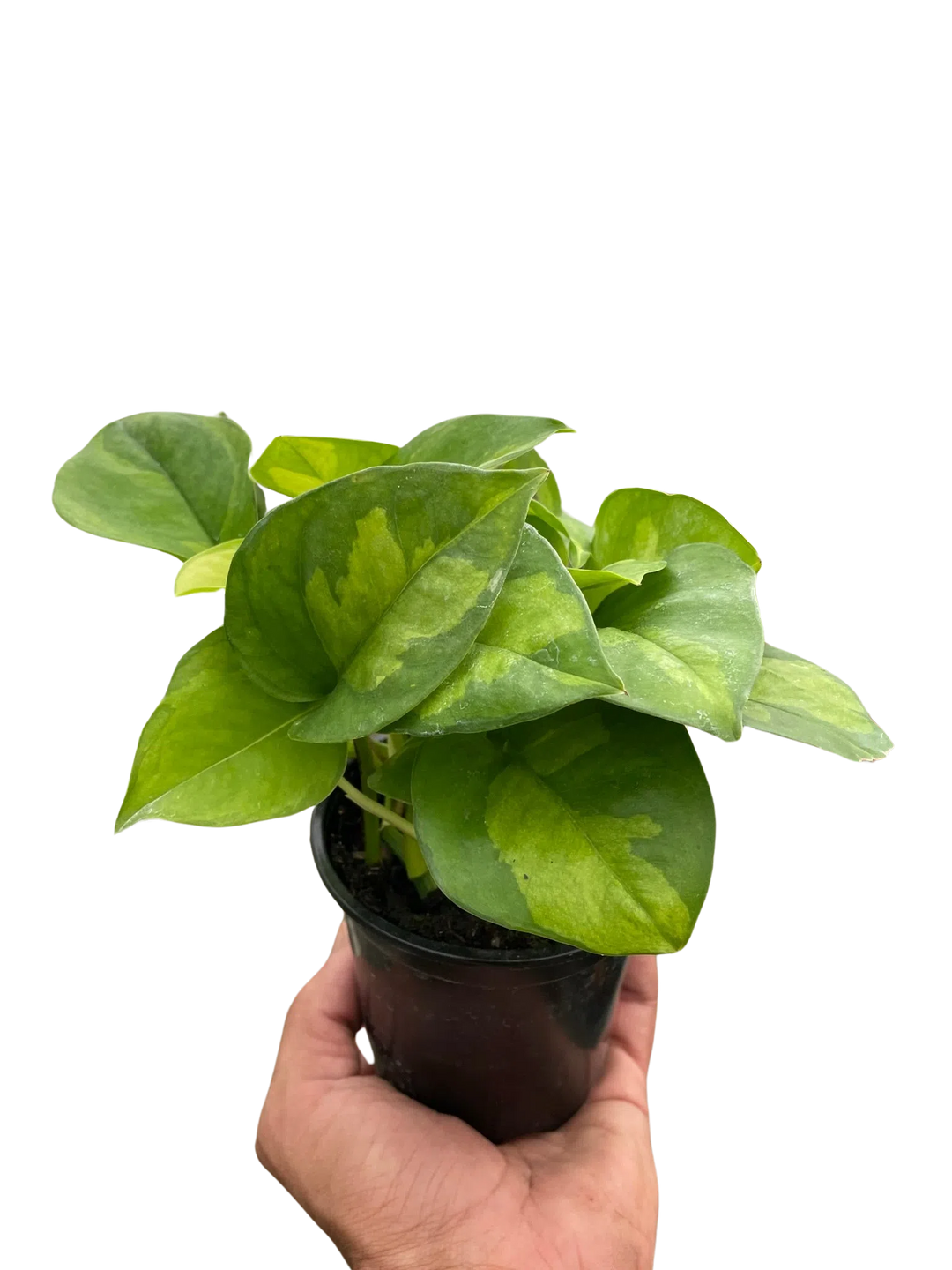 Pothos 'Global Green'-Indoor Plants-American Plant Supply