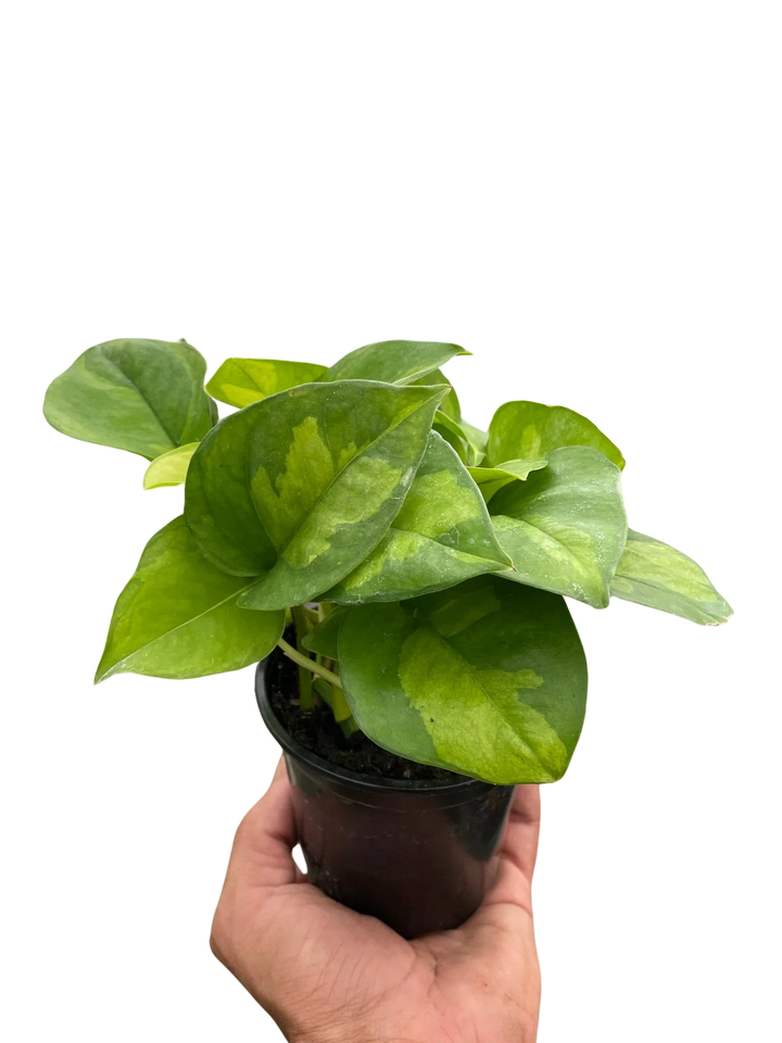 Pothos 'Global Green'-Indoor Plants-American Plant Supply