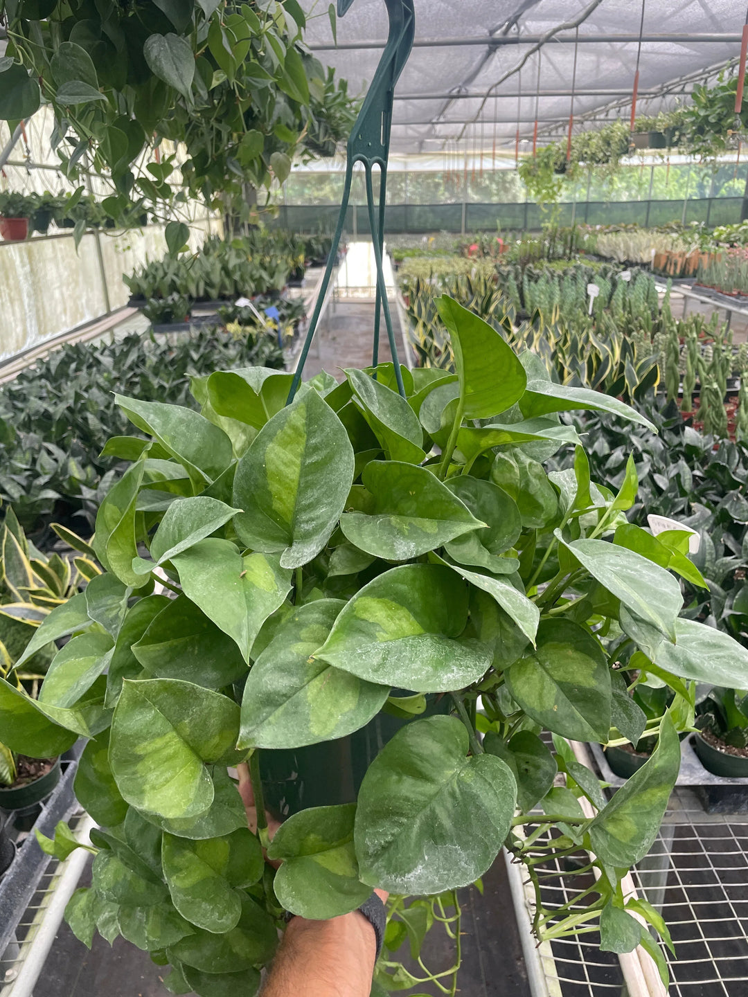 Pothos 'Global Green'-Indoor Plants-American Plant Supply