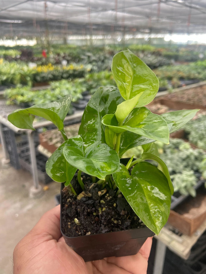 Pothos 'Global Green'-Indoor Plants-American Plant Supply