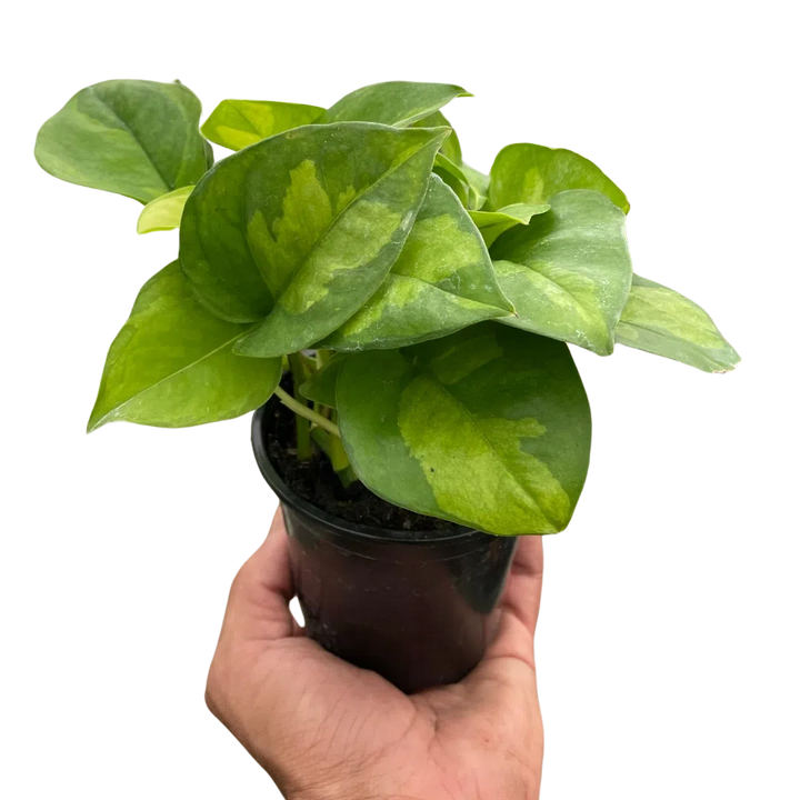 Pothos 'Global Green'-Indoor Plants-American Plant Supply