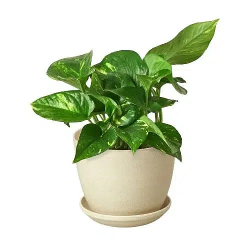 Pothos 'Golden'-Indoor Plants-American Plant Supply