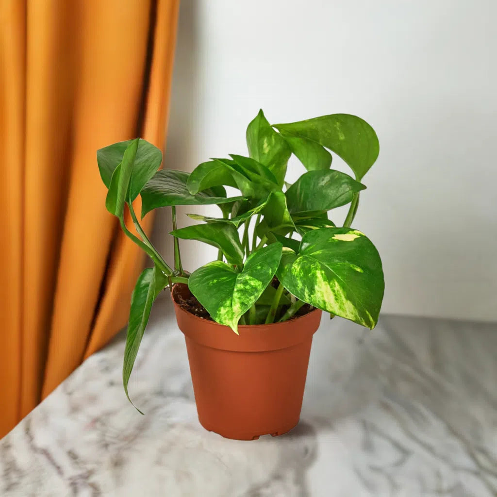 Pothos 'Golden'-Indoor Plants-American Plant Supply