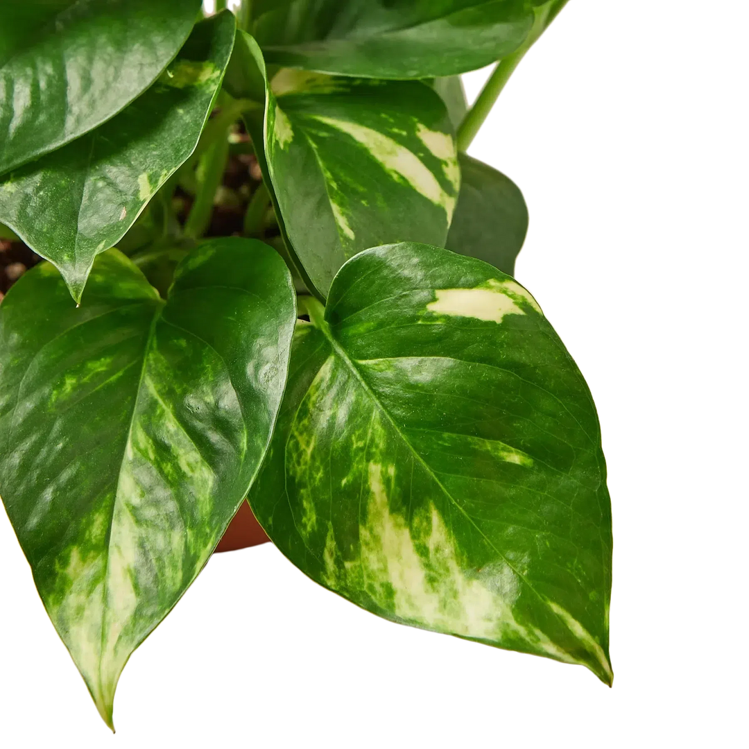 Pothos 'Golden'-Indoor Plants-American Plant Supply