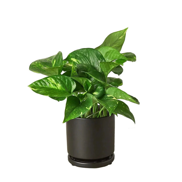 Pothos 'Golden'-Indoor Plants-4" Pot-Black Cylinder-American Plant Supply