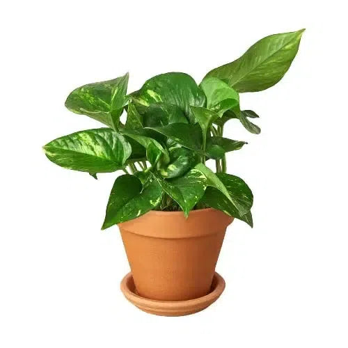 Pothos 'Golden'-Indoor Plants-4" Pot-Terra Cotta Standard-American Plant Supply